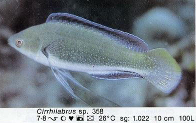 Cirrhilabrus sp